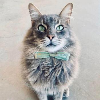 gray fluffy cat wearing green bowtie