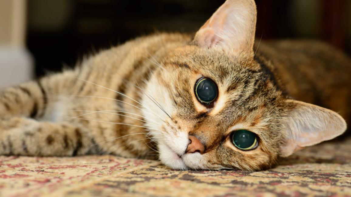 Senior-brown-tabby-cat-grant-adopted-Nellie.jpg
