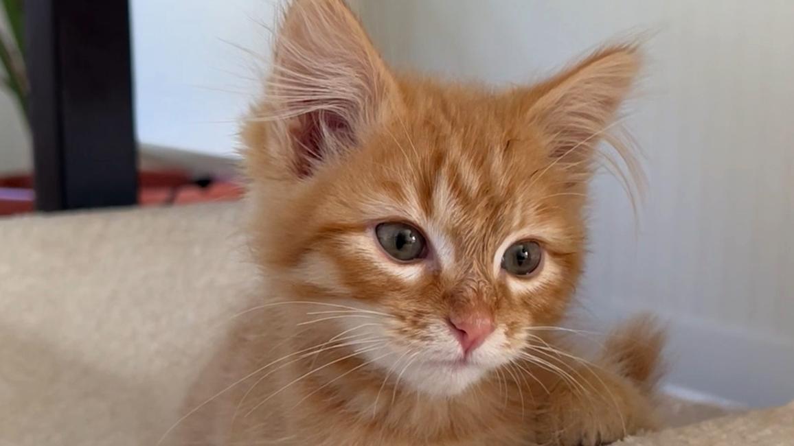 The head of Colt, the orange tabby kitten