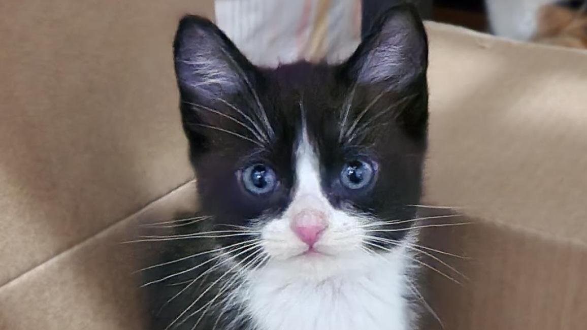 Piglet, the black and white tuxedo kitten, sitting in a cardboard box