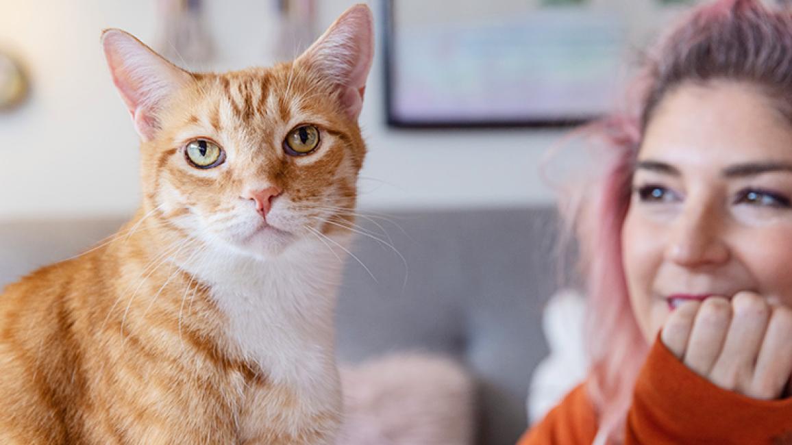 Orange and white tabby cat in the foreground with person to the side looking at him