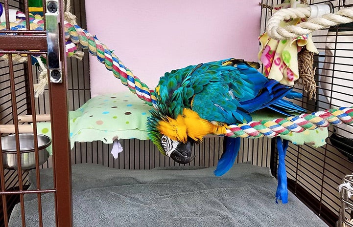 Crystal the blue and gold macaw in her new home