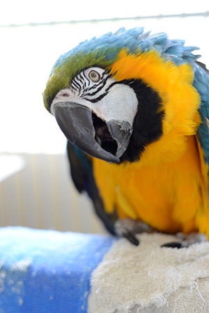 Crystal the blue and gold macaw