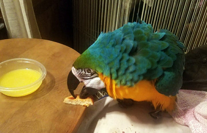 Crystal enjoying birdie bread