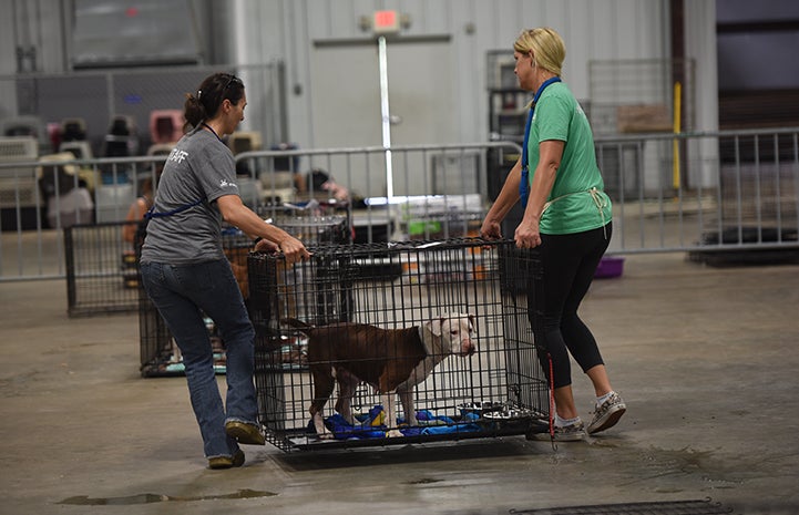 Staff and volunteers set up the Rescue and Reunite Center, as animals begin to arrive