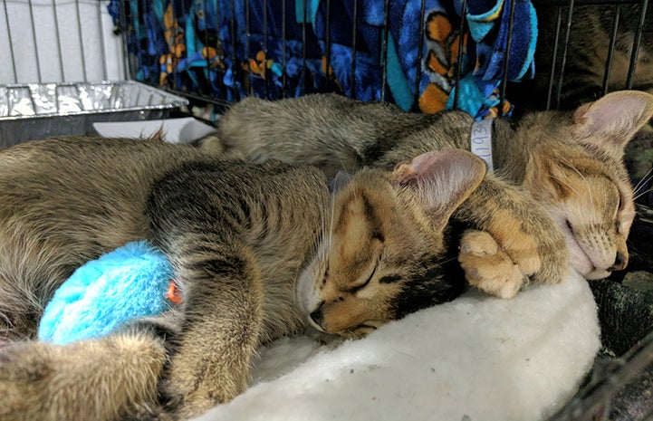 These cats know they're safe and sound at the Rescue and Reunite Center