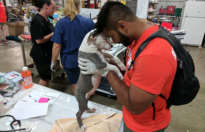 Travis, a volunteer vet tech from New York City, gives a puppy some love at the Rescue and Reunite Center.