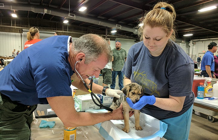 Volunteer vet Dr. J and vet tech Kendra check out a young puppy at the Rescue and Reunite Center
