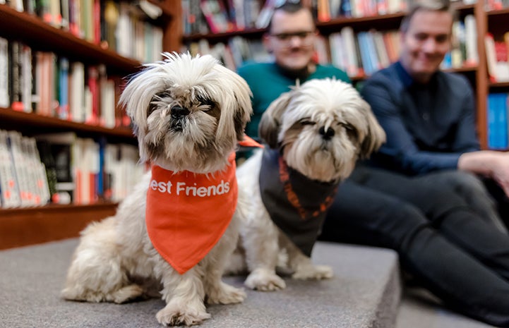 Adopting two senior shih tzus is the best decision these New Yorkers have ever made