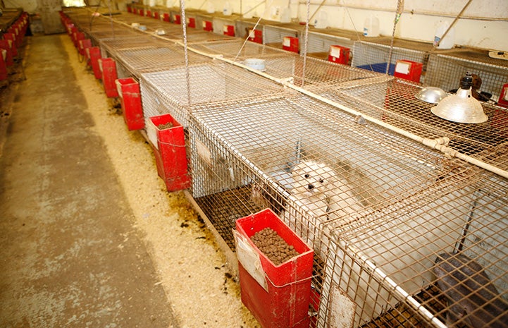 Rows of cages in a puppy mill