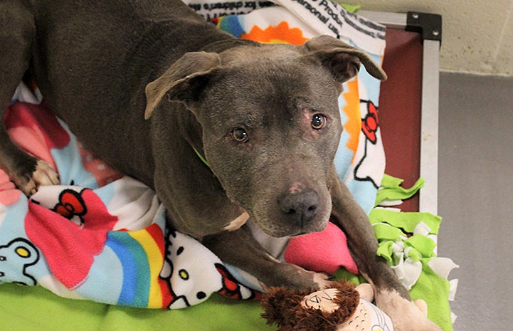 Sequin the senior pit bull terrier on some colorful blankets with some toys