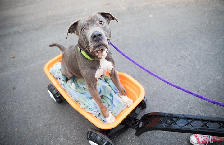 Sequin, a senior pit bull terrier, sitting in an orange wagon
