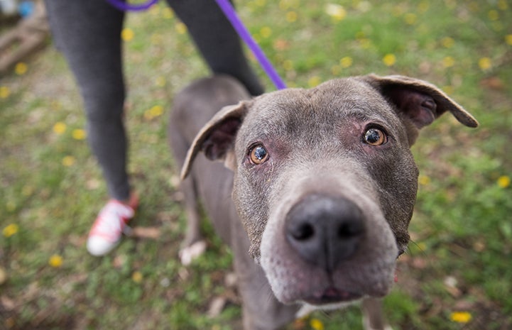 Senior gray pit bull terrier Sequin on a purple leash with someone standing behind her