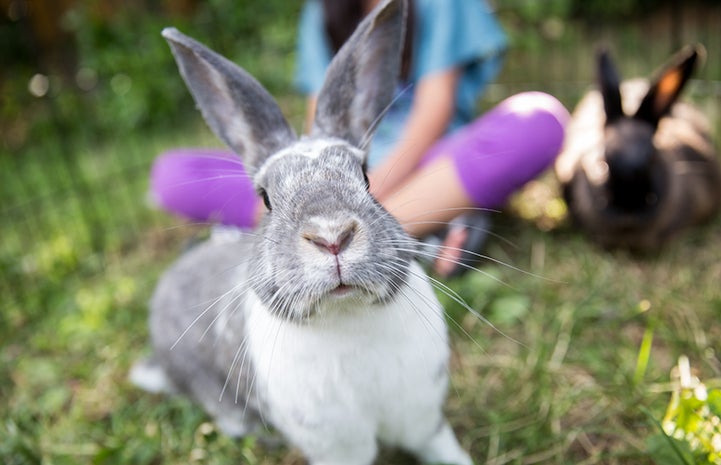 In the wild, bunnies thump their back feet to warn other bunnies that a threat may be coming their way