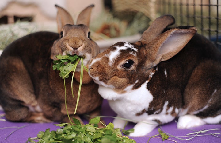 Most bunnies are social creatures who are more content living with a bunny companion