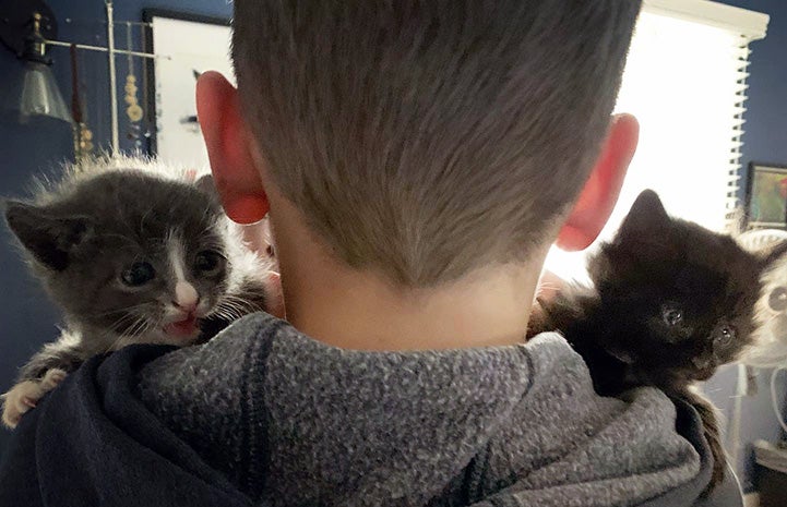The back of Lucas Sweeney's head while he cradles two kittens on each shoulder