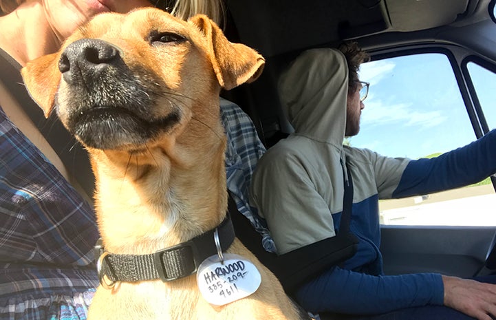 Harwood the dog on a car trip