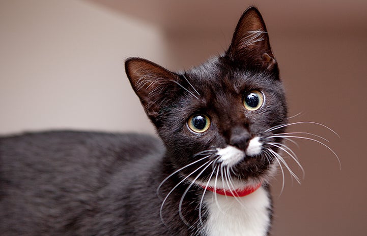 Kappa, a black and white cat wearing a red collar