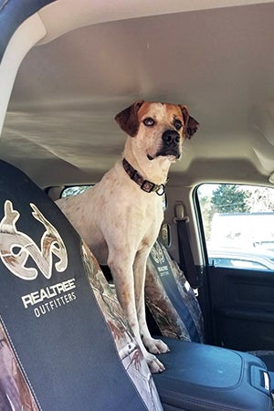 Henry is a great dog who loves car rides, snuggles and long walks in the woods