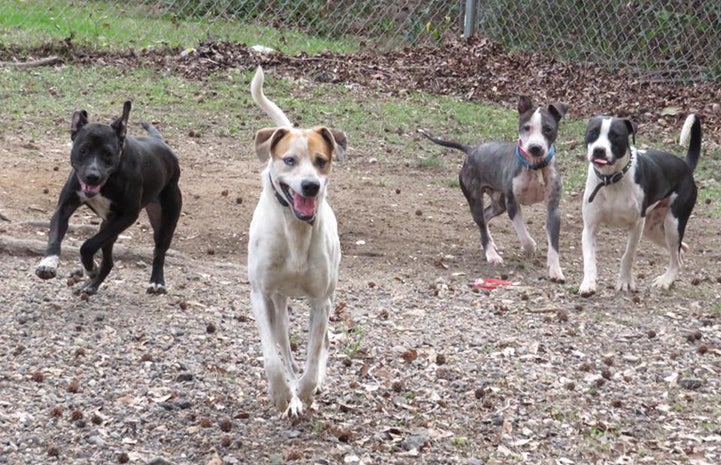 Henry the dog was definitely what Bene was looking for