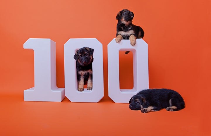 Three rottweiler-type puppies in and around a white number 100