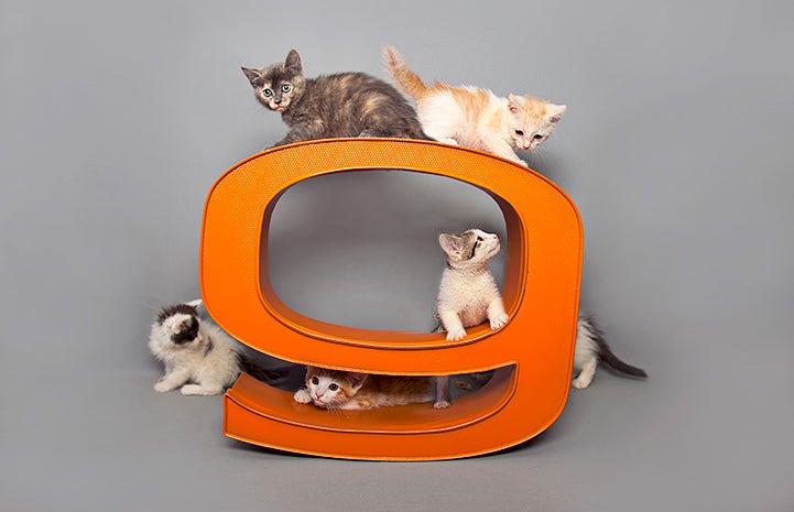 Multiple kittens climbing on and around an orange number nine