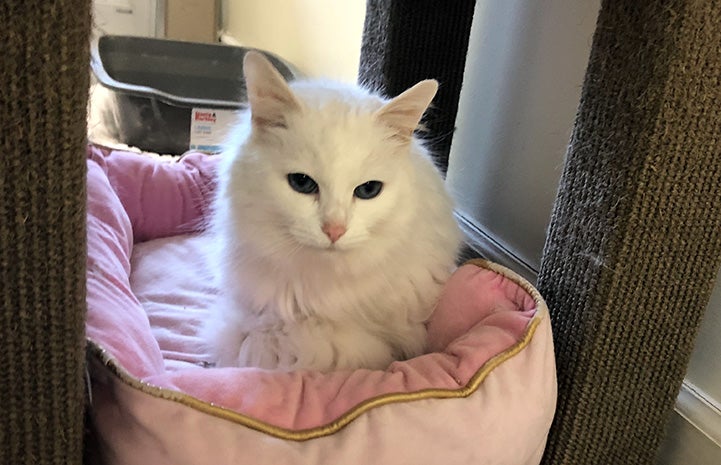Pia the white cat lying in a pink cat bed