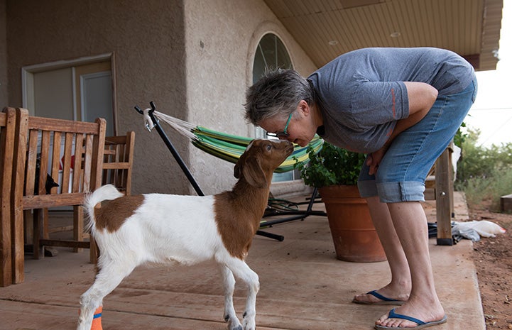 Woman bending over to be face-to-face with baby goat Peaches