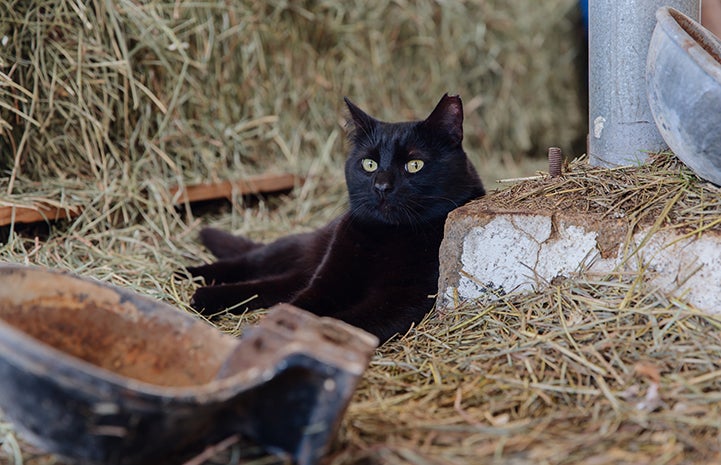 Hansel, a black shorthair cat, lying in some straw in a barn