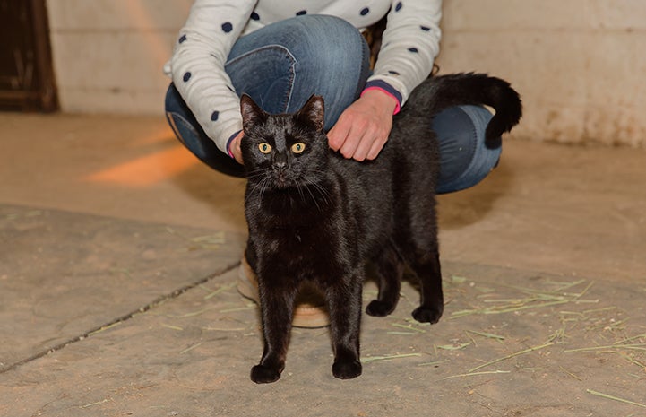 Hansel, a black shorthair cat, being pet by a person