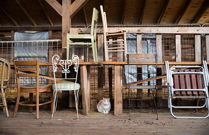 White and orange barn cat sitting on a wooden floor with tables and chairs above him
