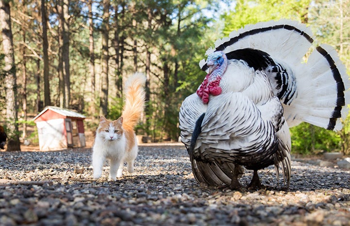 An orange and white medium hair community cat next to a puffed up Tom turkey
