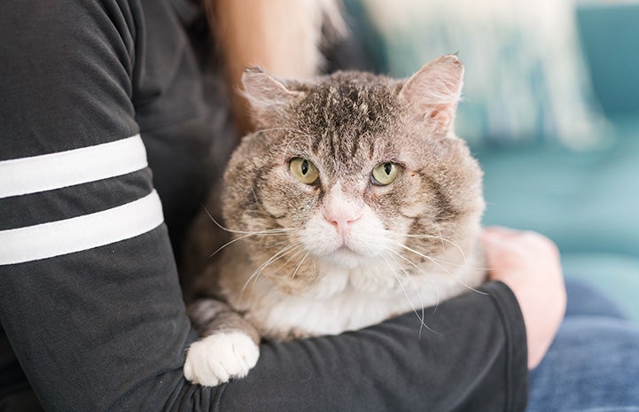 Mr. Henry Cheeks, a brown tabby and white cat with big cheeks, being held by a person