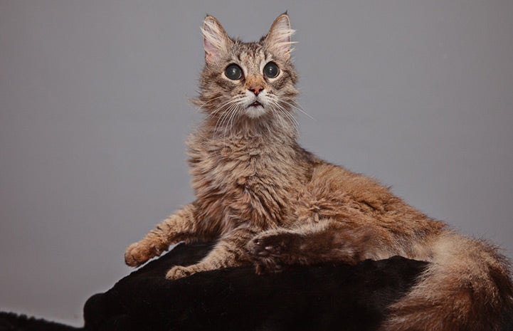 Blind and senior cat, Lauren Bacall