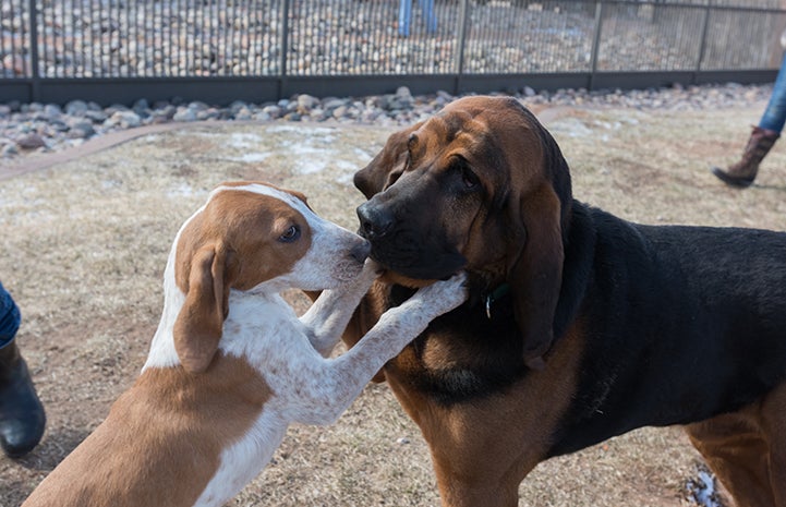 Mallard the puppy playfully jumping up at Luther the bloodhound