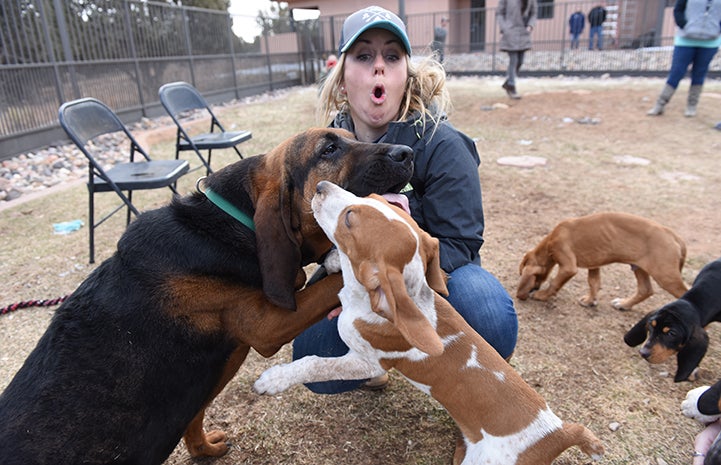 Luther the bloodhound plays with Mallard the puppy while Kayla reacts
