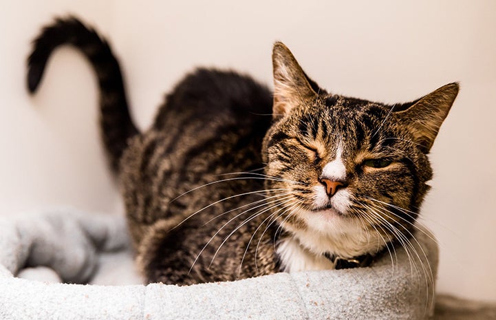 A brown and white tabby cat sitting in a bed winking with one eye closed