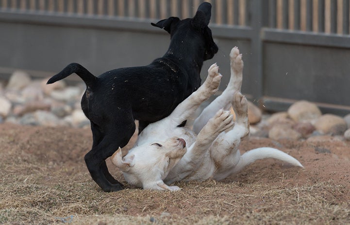 A black and a white puppy playing with the white puppy falling down