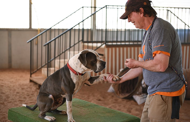 Jango the dog is giving his paw to Tom, the Dogtown caregiver