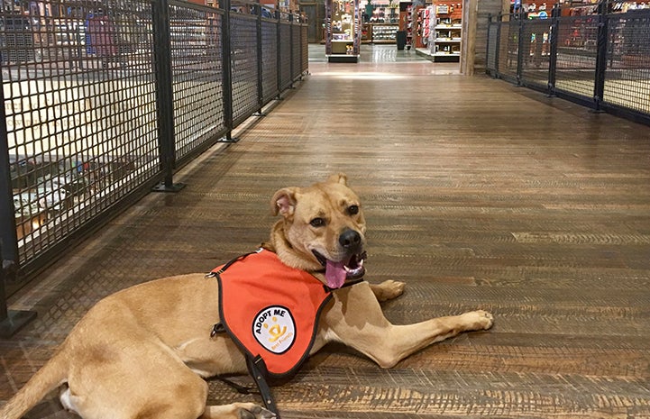 Tyler the energetic dog remained calm around shoppers when Michelle took him out to promote him