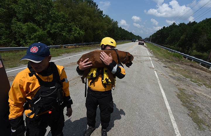With the dog barely able to walk, rescue team member Ethan Gurney lifted the boxer out of danger