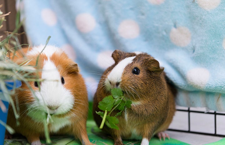 Pair of guinea pigs eating cilantro
