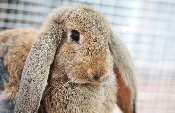 Daniel, a brown rabbit with floppy ears