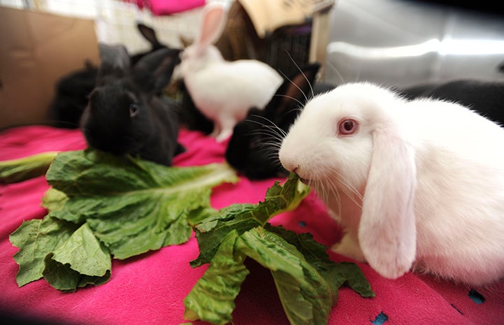 A group of baby bunnies eating romaine lettuce, including a white one with pink eyes and floppy ears up front