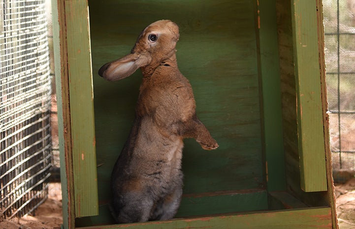 Thor the brown rabbit standing up on his hind legs in a green crate