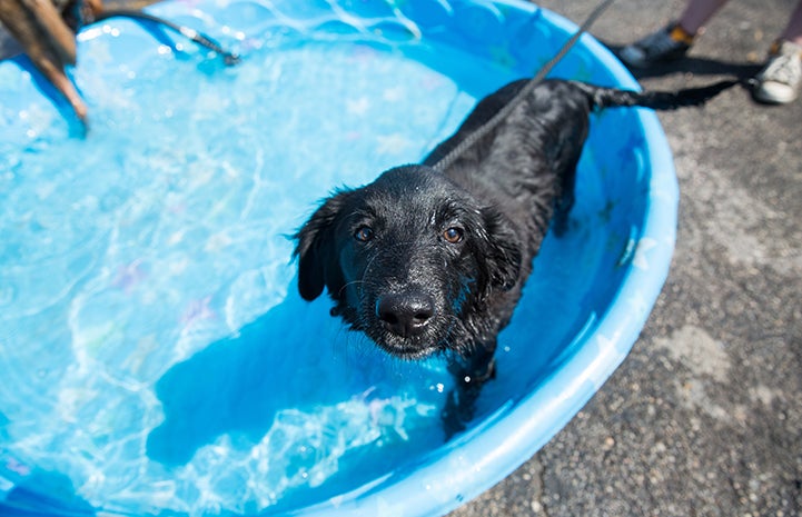 Thrilled to be out of his crate, this dog splashes in a blue plastic pool
