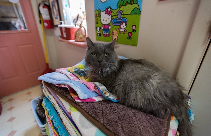 Gray medium hair cat lying on a huge stack of fleece blankets with a Hello Kitty poster behind him