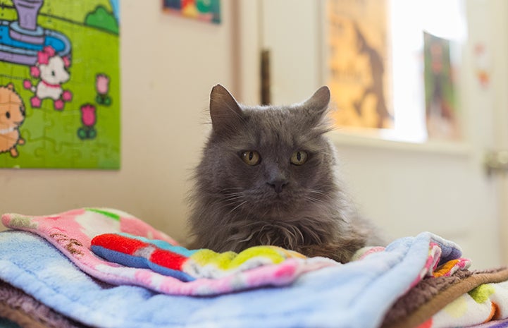 Gilbert, a medium hair gray cat, on top of multiple blankets
