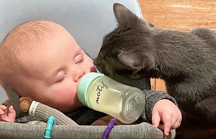 Bruce the cat sniffing Ollie the baby as he drinks from a bottle