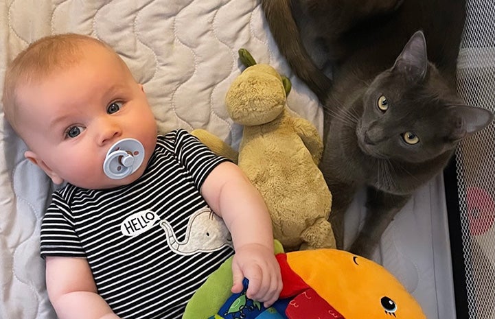 Ollie the baby lying in a playpen with toys and Bruce the cat